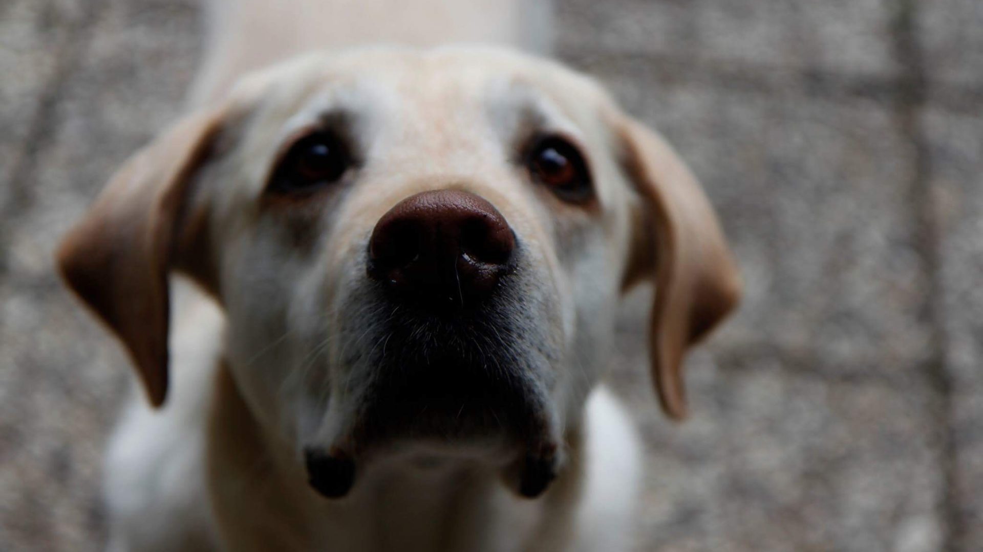 Zeckenprophylaxe Welche Möglichkeiten gibt es für deinen Hund VetDogs