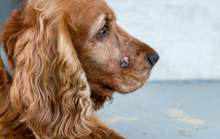 Hauttumore-beim-Hund-Arten-Behandlung