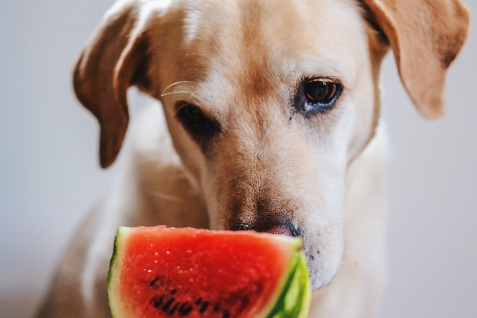 VetDogs Dein Online Tierarzt mit Ernährungsberatung und Hundeblog