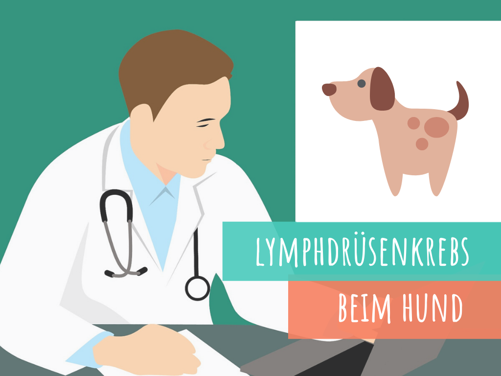 Lymphdrüsenkrebs Hund Endstadium Symptome Captions Trendy