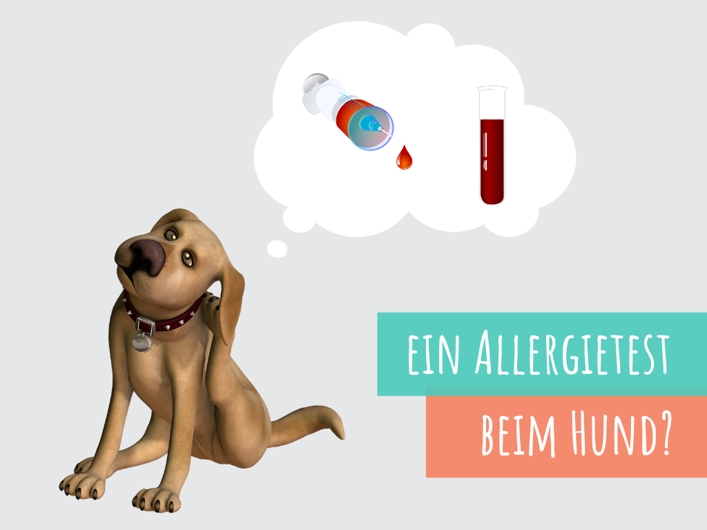 hund allergietest