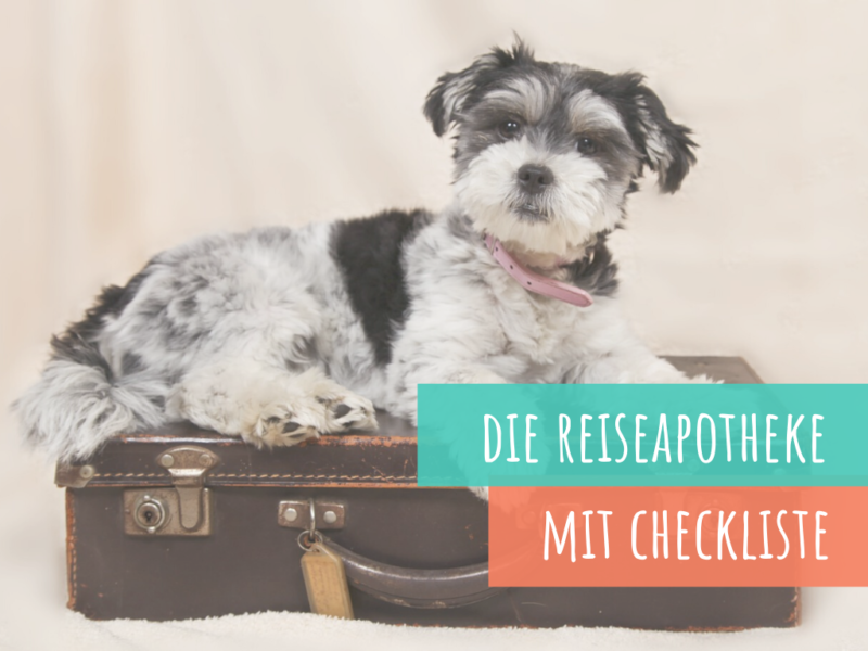 VetDogs Die Reiseapotheke für deinen Hund. Hol dir die Checkliste