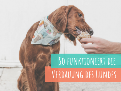 Die Verdauung Des Hundes - Das Passiert In Deinem Hund - Vet-Dogs