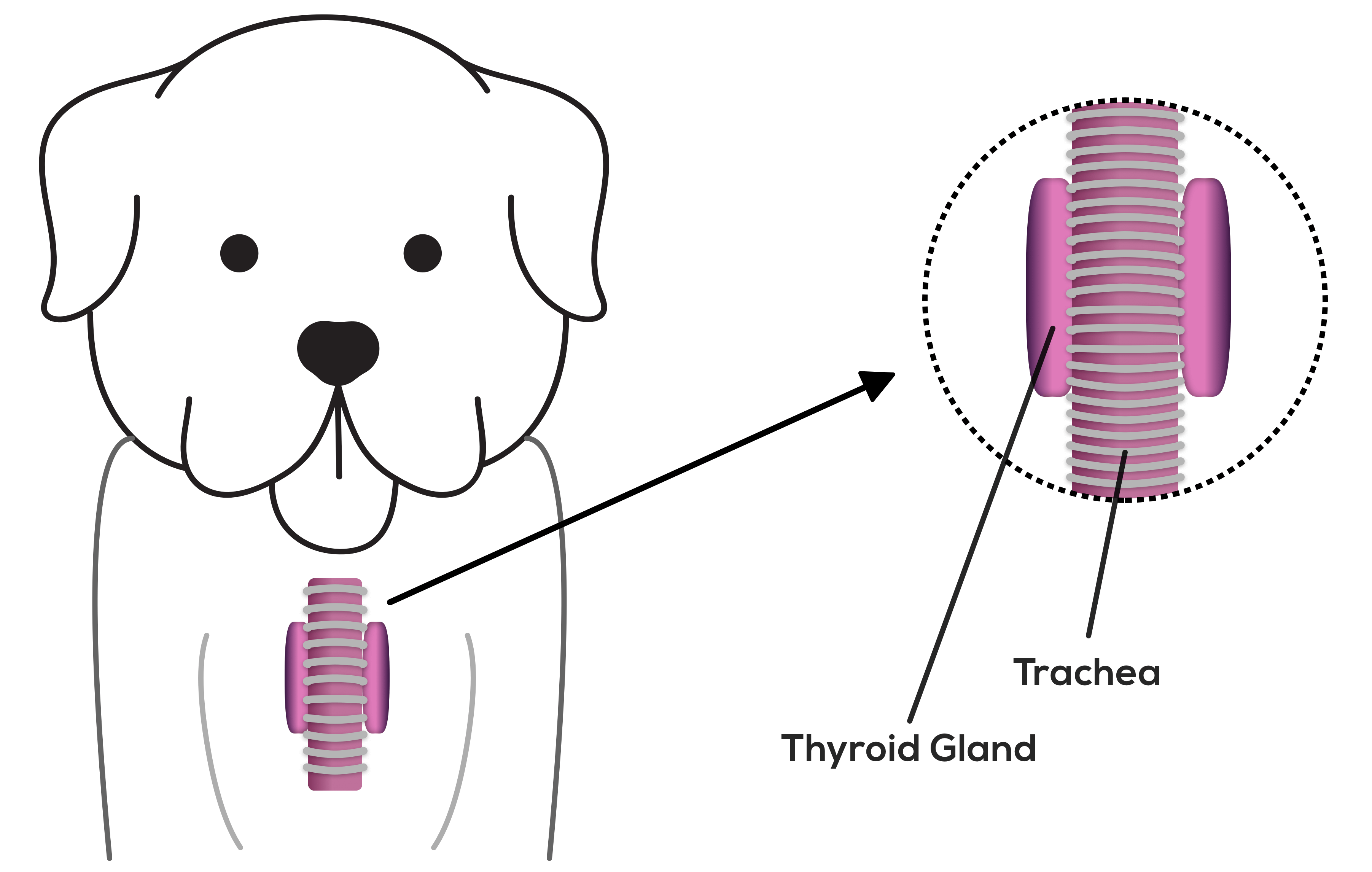 Schilddrüse & Schilddrüsenunterfunktion beim Hund - Vet-Dogs