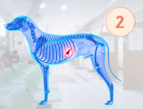 Die Bauchspeicheldrüse des Hundes – Diagnostik und Fütterung – Teil 2: Das exokrine Pankreas