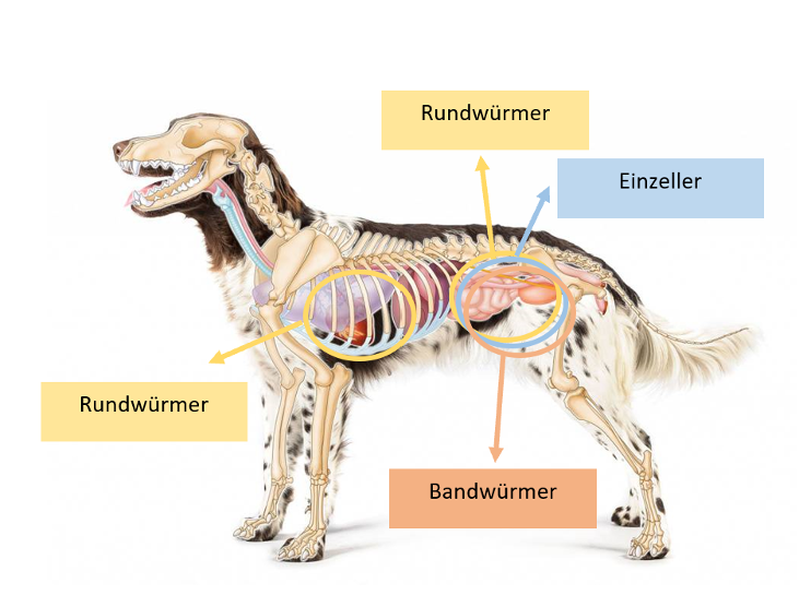 Endoparasiten beim Hund