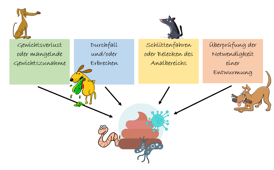 Gründe für Kotuntersuchung beim Hund