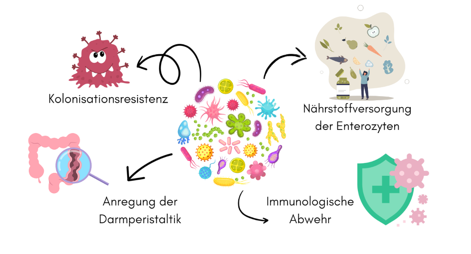 Mikrobiologische Analyse beim Hund