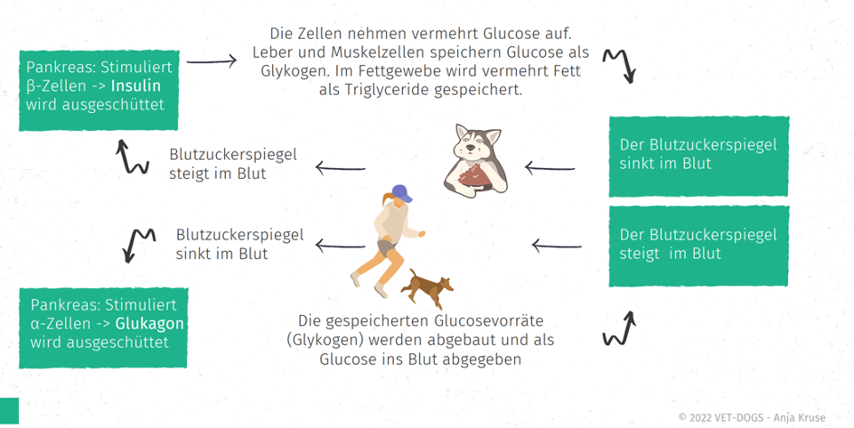 Regulation des Blutzuckerspiegels beim Hund